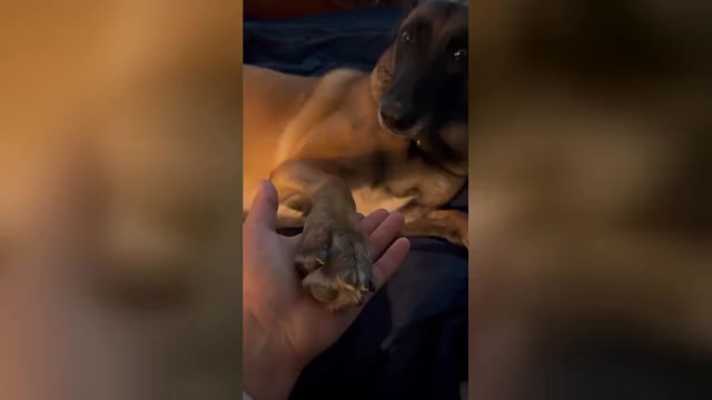 Video preview image #1 Belgian Malinois Puppy For Sale in S CHARLESTON, WV, USA
