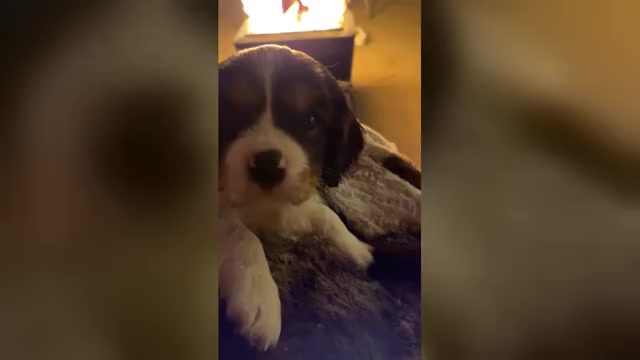 Video preview image #13 Cavalier King Charles Spaniel Puppy For Sale in SANTA ROSA, CA, USA