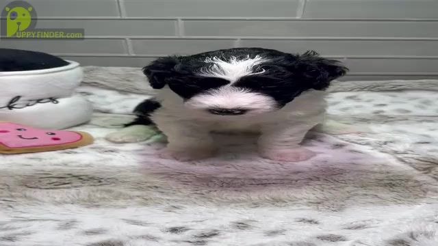 Video preview image #9 Sheepadoodle Puppy For Sale in BROOKSVILLE, FL, USA