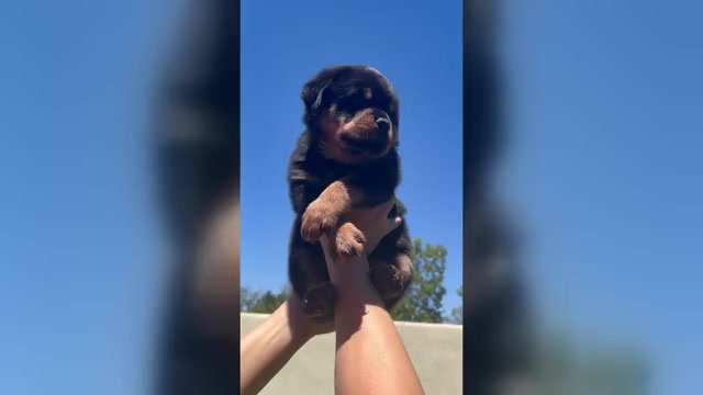 Video preview image #6 Rottweiler Puppy For Sale in MENIFEE, CA, USA