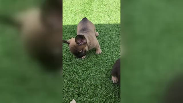 Video preview image #4 French Bulldog Puppy For Sale in LAS VEGAS, NV, USA