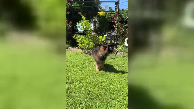 Video preview image #1  Breeder Profile in ANTIOCH, CA, USA