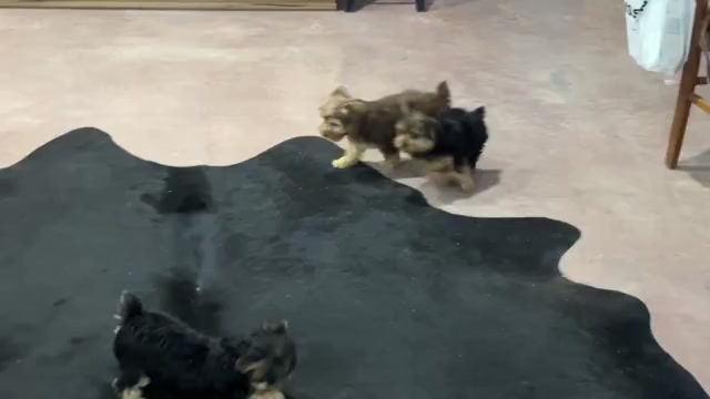 Video preview image #2 Morkie Puppy For Sale in CASSVILLE, MO, USA