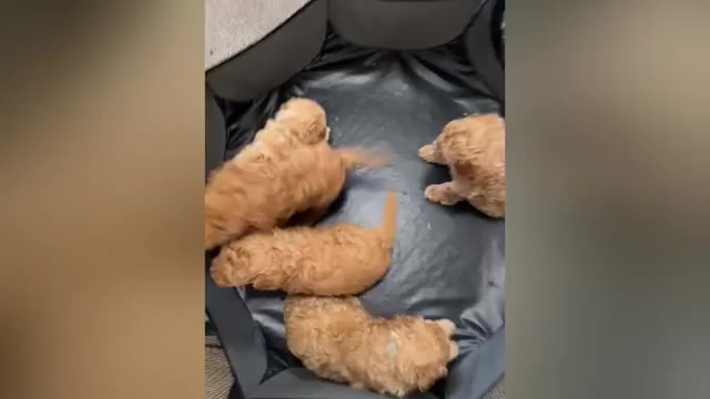 Video preview image #3 Goldendoodle (Miniature) Puppy For Sale in NASHVILLE, TN, USA