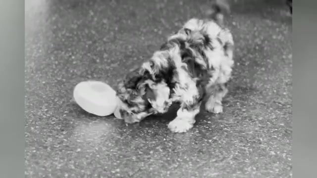 Video preview image #11 Maltipoo Puppy For Sale in WARSAW, IN, USA