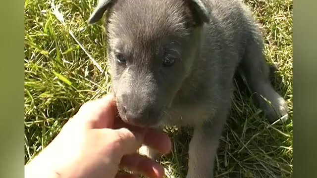 Video preview image #1 German Shepherd Dog Puppy For Sale in PIEDMONT, MO, USA
