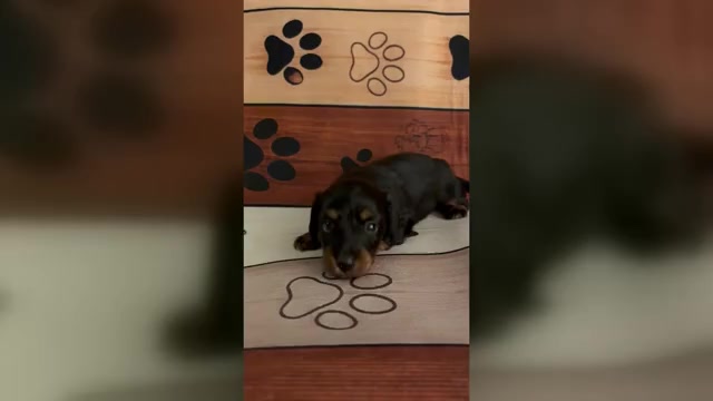 Video preview image #1 Dachshund Puppy For Sale in CHARLOTTESVILLE, VA, USA