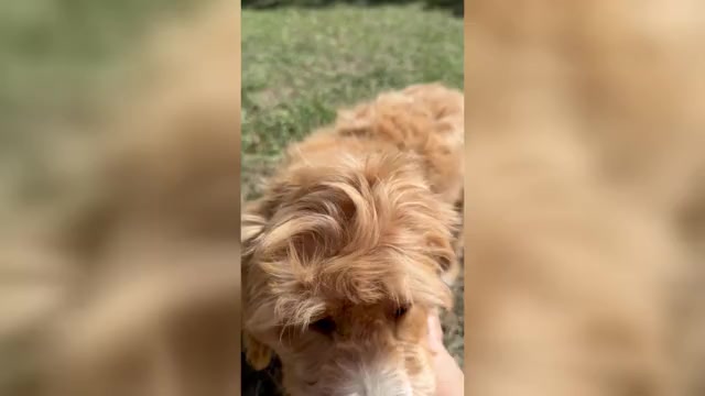 Video preview image #1 Goldendoodle (Miniature) Puppy For Sale in ELBERT, CO, USA