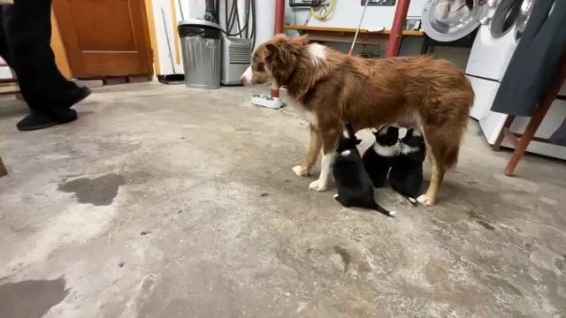 Video preview image #3 Border Collie Puppy For Sale in KANSAS CITY, MO, USA
