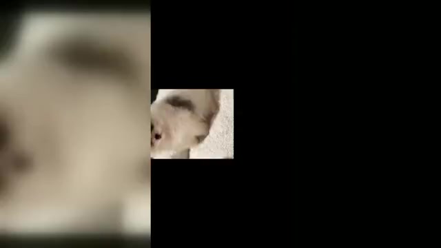 Video preview image #2  Breeder Profile in NORTH MIAMI, FL, USA