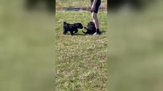 Video preview image #4 Schnoodle (Giant) Puppy For Sale in SEVIERVILLE, TN, USA