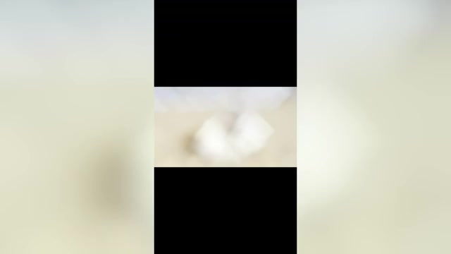 Video preview image #2 Maltipoo (Toy) Puppy For Sale in MANHATTAN BEACH, CA, USA