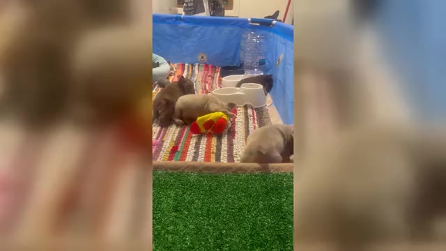Video preview image #1 French Bulldog Puppy For Sale in PEWAUKEE, WI, USA