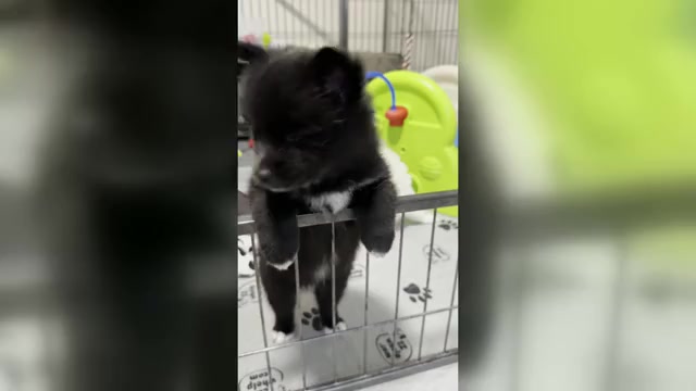 Video preview image #1 Pomsky Puppy For Sale in DE SOTO, KS, USA