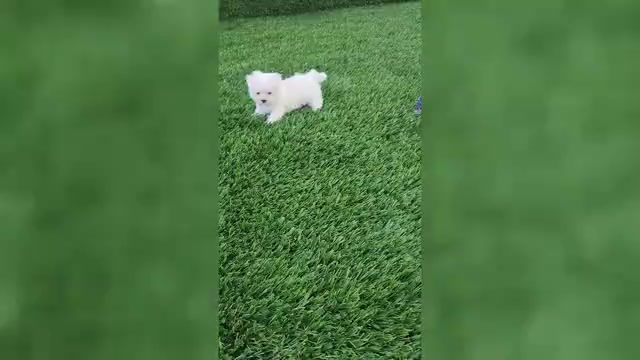 Video preview image #2 Maltese Puppy For Sale in MONTGOMERY, IN, USA