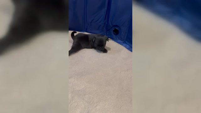Video preview image #4 Pug Puppy For Sale in CEDAR RAPIDS, IA, USA