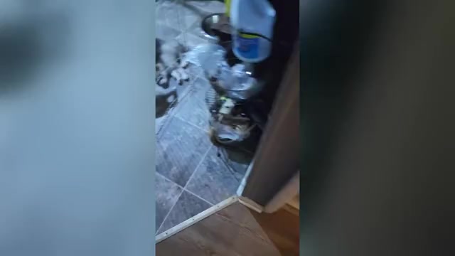 Video preview image #1 Alaskan Husky-Alaskan Malamute Mix Puppy For Sale in RANDLEMAN, NC, USA