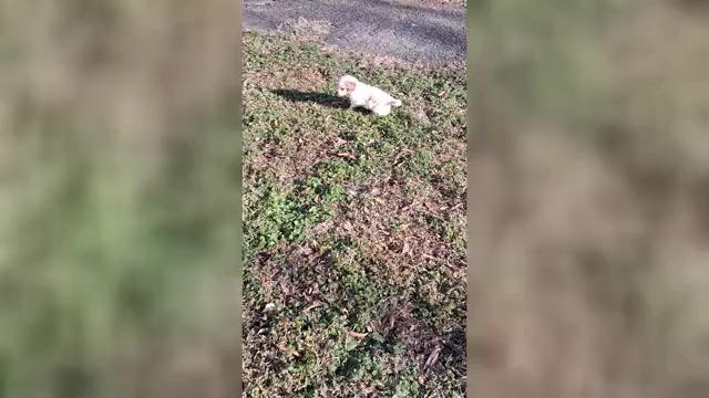 Video preview image #2 Goldendoodle (Miniature) Puppy For Sale in GASTONIA, NC, USA