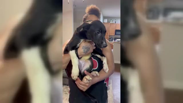 Video preview image #6 American Staffordshire Terrier-Siberian Husky Mix Puppy For Sale in SNEADS FERRY, NC, USA