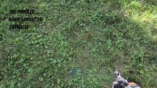 Video preview image #3 Poodle (Toy) Puppy For Sale in GOSHEN, IN, USA