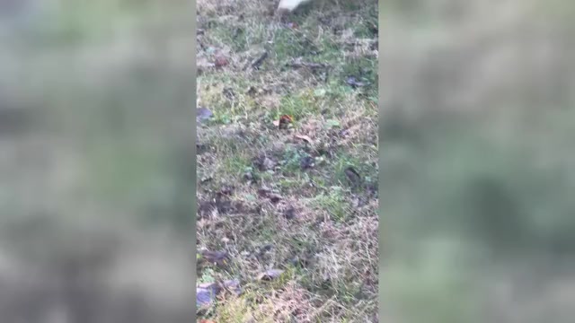 Video preview image #2 Miniature American Shepherd Puppy For Sale in NOLENSVILLE, TN, USA