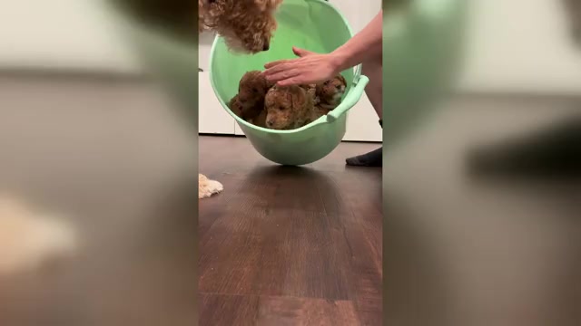 Video preview image #1  Breeder Profile in THOUSAND OAKS, CA, USA