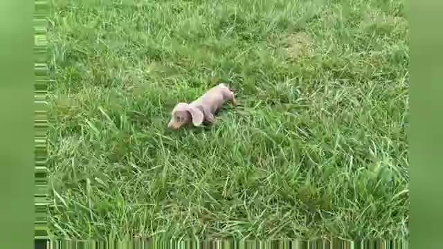 Video preview image #1 Dachshund Puppy For Sale in WARSAW, IN, USA
