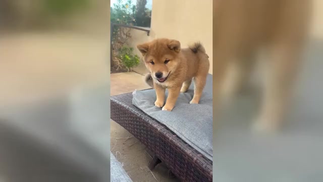 Video preview image #6 Shiba Inu Puppy For Sale in YUCCA VALLEY, CA, USA