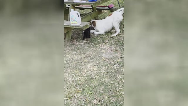 Video preview image #2 Dachshund Puppy For Sale in HALF WAY, MO, USA
