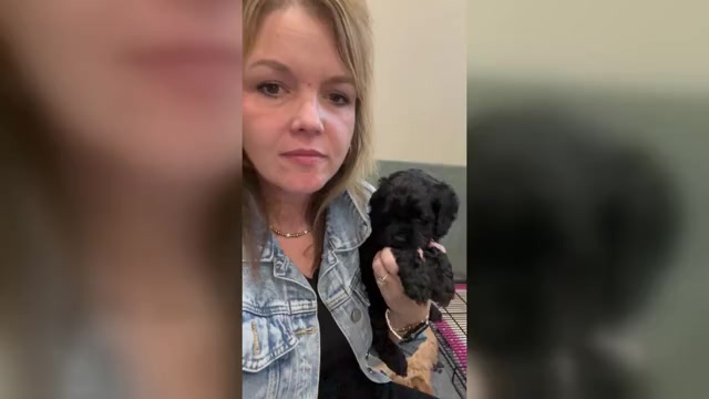 Video preview image #1 Cock-A-Poo Puppy For Sale in STEPHENVILLE, TX, USA