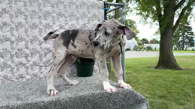 Video preview image #3 Great Dane Puppy For Sale in WAKARUSA, IN, USA
