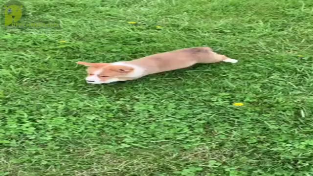 Video preview image #6 Pembroke Welsh Corgi Puppy For Sale in WARSAW, IN, USA
