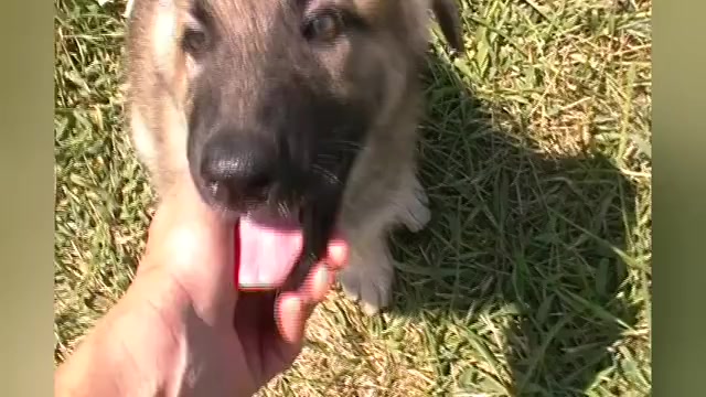 Video preview image #1 German Shepherd Dog Puppy For Sale in PIEDMONT, MO, USA