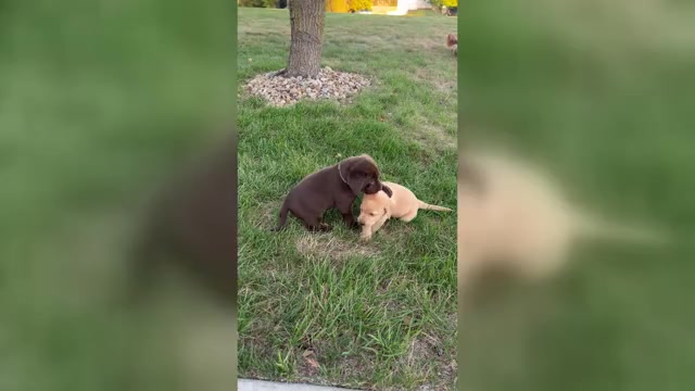 Video preview image #1 Golden Retriever Puppy For Sale in FREDERICKSBG, OH, USA