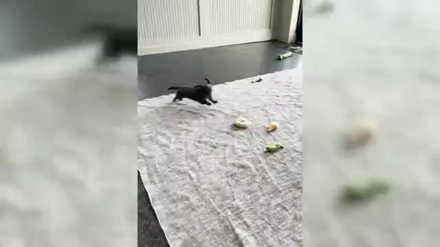 Video preview image #9 Dachshund Puppy For Sale in WARSAW, IN, USA