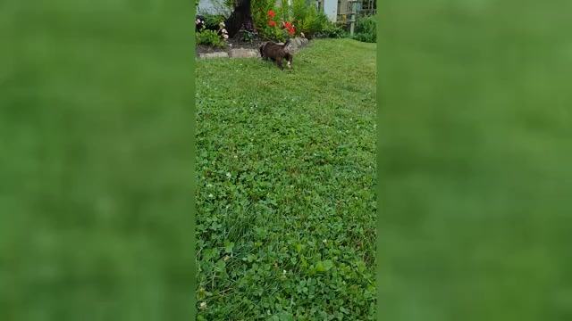 Video preview image #3 Boxer Puppy For Sale in PORT ROYAL, PA, USA