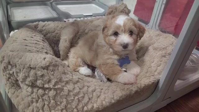 Video preview image #4 Maltipoo (Miniature) Puppy For Sale in SAN ANTONIO, TX, USA