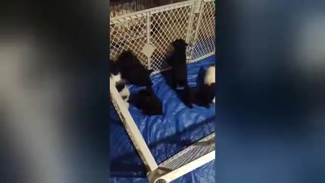 Video preview image #2 Schnauzer (Miniature) Puppy For Sale in ENID, OK, USA