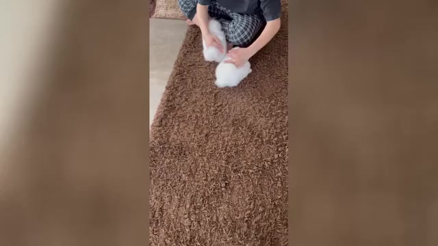 Video preview image #2 Pomeranian Puppy For Sale in SUN VALLEY, CA, USA