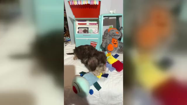 Video preview image #1 Schnoodle (Miniature) Puppy For Sale in MORENO VALLEY, CA, USA