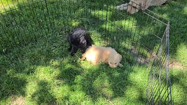 Video preview image #4 Goldendoodle Puppy For Sale in LEON, KS, USA