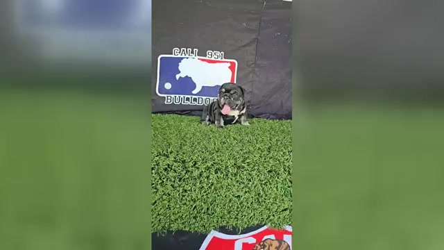 Video preview image #1 English Bulldog Puppy For Sale in FORT LAUDERDALE, FL, USA