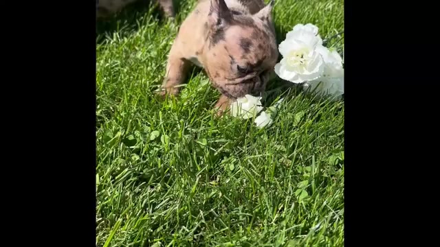Video preview image #1 Faux Frenchbo Bulldog Puppy For Sale in ROCK STREAM, NY, USA