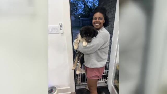 Video preview image #5 Australian Shepherd Puppy For Sale in TYLER, TX, USA