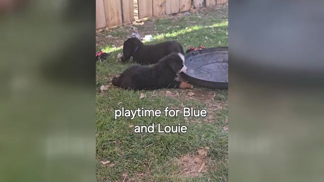 Video preview image #13 Bernese Mountain Dog Puppy For Sale in SALMON, ID, USA