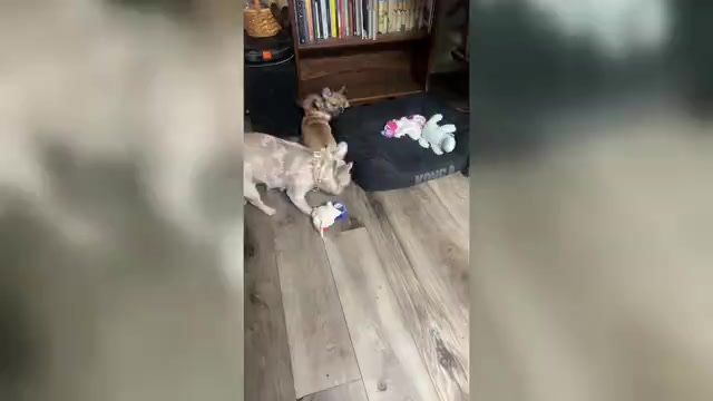 Video preview image #1 French Bulldog Puppy For Sale in BRIGHTON, CO, USA