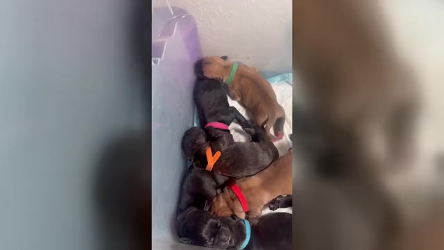 Video preview image #1 Cane Corso Puppy For Sale in CASTRO VALLEY, CA, USA