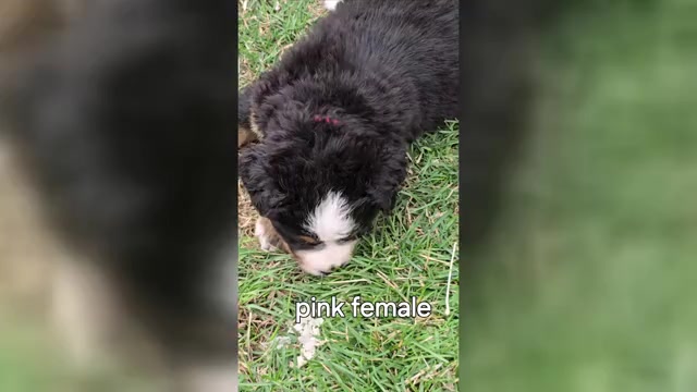 Video preview image #9 Bernese Mountain Dog Puppy For Sale in SALMON, ID, USA