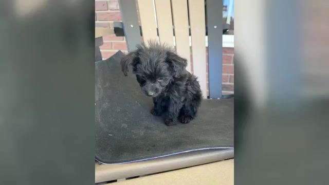 Video preview image #1 YorkiePoo Puppy For Sale in BREMEN, IN, USA