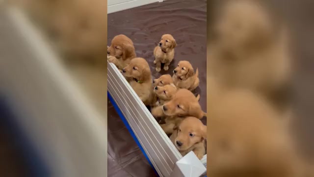 Video preview image #4  Breeder Profile in LUTHERVILLE TIMONIUM, MD, USA